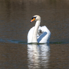 Mute swan, Cygnus olor swimming on a lake in Munich, Germany