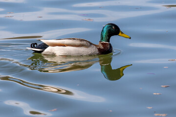 Wild duck or mallard, Anas platyrhynchos swimming in a lake in Munich, Germany