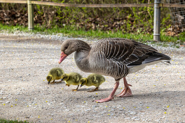 Family of greylag geese, Anser anser with small babies.