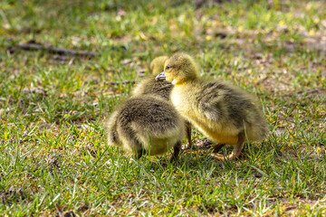 Beautiful yellow fluffy greylag goose baby gosling in spring, Anser anser