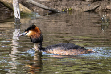 Great Crested Grebe, Podiceps cristatus with beautiful orange colors, a water bird with red eyes.