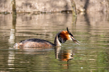 Fototapeta premium Great Crested Grebe, Podiceps cristatus has caught a fish.
