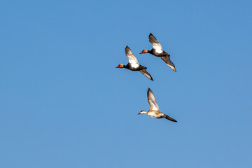 Red-crested Pochard, Netta rufina flying over a lake at Munich, Germany