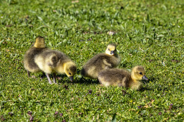 Beautiful yellow fluffy greylag goose baby gosling in spring, Anser anser