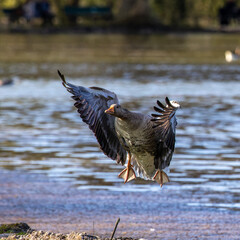 The flying greylag goose, Anser anser is a species of large goose