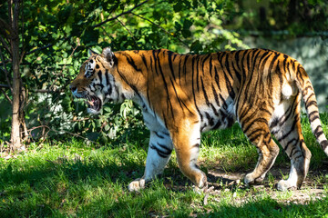 The Siberian tiger,Panthera tigris altaica in a park