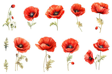Fototapeta premium Red poppy flowers collection watercolor style illustration. Isolated on white background red poppies meadow wildflowers. Generative AI