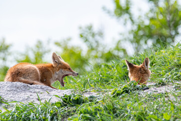 Naklejka na ściany i meble A fox cub near the burrow