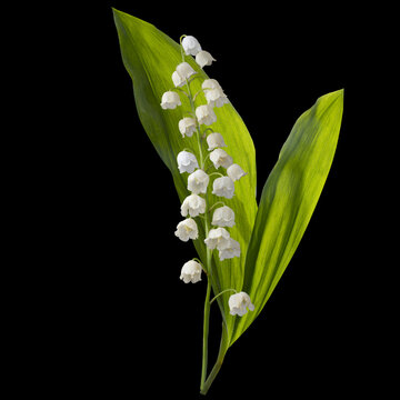 beautiful white lily of the valley flowers on black background