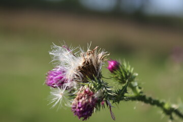 Wildblumensamen im Wind. Sch&ouml;ne Natur. Vermehrung durch Samen. Verschwommener Hintergrund. Sommer auf der Wiese. Minimalistischer Ansatz. Makrofotografie der Flora. Krautiger Baum mit Knospen.