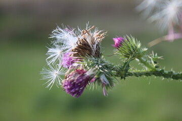 Wildblumensamen im Wind. Schöne Natur. Vermehrung durch Samen. Verschwommener Hintergrund. Sommer auf der Wiese. Minimalistischer Ansatz. Makrofotografie der Flora. Krautiger Baum mit Knospen.