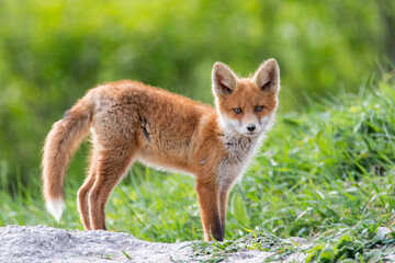 A fox cub near the burrow