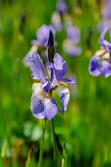 Beautiful iris flowers on a sunny day