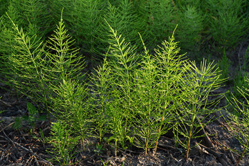 Medicinal plant equisetum arvense in the wild herb meadow.
