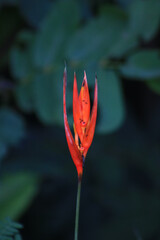 Obraz premium Helicônia-papagaio