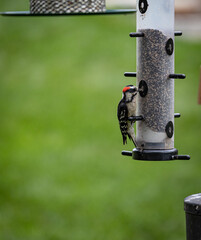 Small, colorful bird with orange spot on its head eating from a feeder in a park