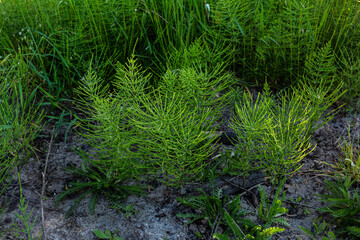 Medicinal plant equisetum arvense in the wild herb meadow.