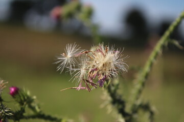 Wildblumensamen im Wind. Schöne Natur. Vermehrung durch Samen. Verschwommener Hintergrund. Sommer auf der Wiese. Minimalistischer Ansatz. Makrofotografie der Flora. Krautiger Baum mit Knospen.