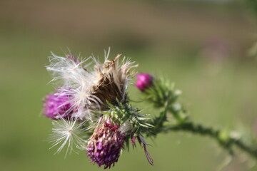 Wildblumensamen im Wind. Schöne Natur. Vermehrung durch Samen. Verschwommener Hintergrund. Sommer auf der Wiese. Minimalistischer Ansatz. Makrofotografie der Flora. Krautiger Baum mit Knospen.