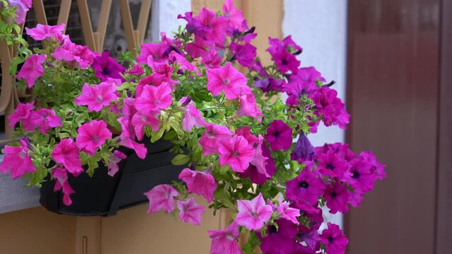 Windows of houses with flowers outside
