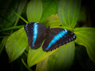 Butterfly Morpho achilles in rainforest