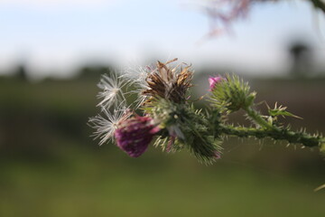 Wildblumensamen im Wind. Schöne Natur. Vermehrung durch Samen. Verschwommener Hintergrund. Sommer auf der Wiese. Minimalistischer Ansatz. Makrofotografie der Flora. Krautiger Baum mit Knospen.