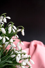 snowdrops on a black background with pink polka dot fabric. delicate spring flowers, bouquet.