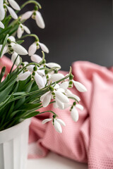snowdrops on a black background with pink polka dot fabric. delicate spring flowers, bouquet.