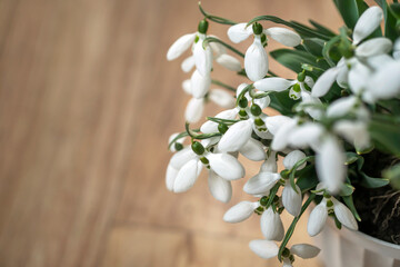 Naklejka na ściany i meble snowdrops on a wooden background. spring flowers.