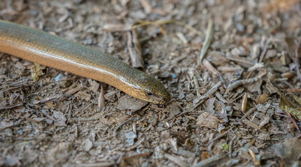 A grass snake closeup at summer in saarland in wildlife