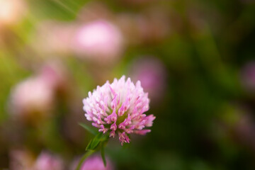 Red clover flower Trifolium pratense close-up, in a meadow of clover and wild herbs, in natural soft sunset sunlight.