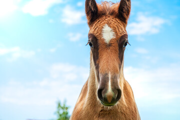 Portrait of a foal, close-up of the head of a young horse, against a clear blue sky. One-year-old...