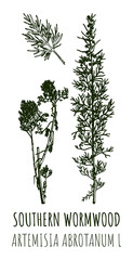 Drawings SOUTHERN WORMWOOD. Hand drawn illustration. Latin name ARTEMISIA ABROTANUM L.