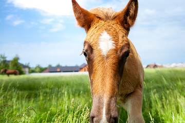 Naklejka na ściany i meble Portrait of a foal, close-up of the head of a young horse, against a clear blue sky. One-year-old red foal, grazing alone in the pasture, clear summer weather, blue sky.
