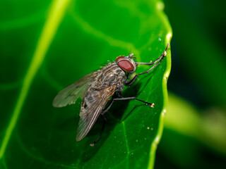 Mosca posada sobre una hoja un día de lluvia