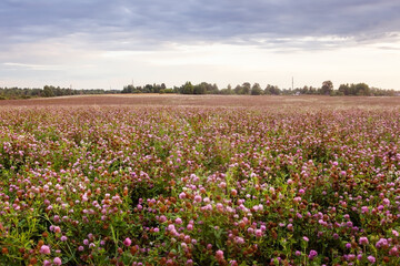 Fototapeta premium Summer landscape with a field of blooming pink clover, in the natural soft sunset sunlight. Field of red clover Trifolium pratense. Forage crop for livestock grazing.
