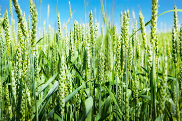 Ears of green wheat, close-up, against the blue sky. Rich harvest idea, harvest time concept.