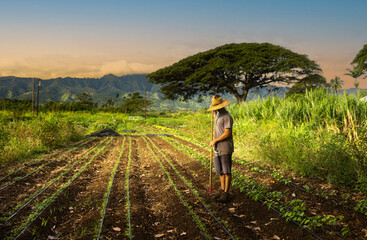 Farmer working in the field 