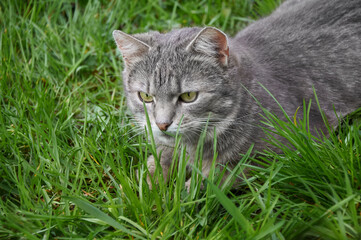 Naklejka na ściany i meble Beautiful gray cat with green eyes walking on the green grass in the park on a sunny day. Walking pets in the open air. Close up of a cat