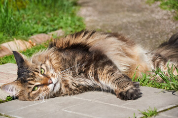 Naklejka na ściany i meble Maine Coon cat lies on the path among grass
