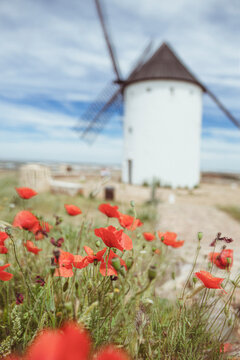 Flowers growing in front of a traditional whitewashed windmill, Don Quixote's Windmills (Molinos de Viento de Consuegra) Consuegra, Toledo, Castilla la Mancha, Spain