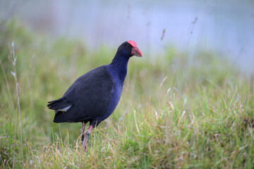 Purpurhuhn Porphyrio