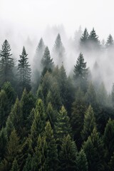 A misty morning in the forest, natural background. Ai generated.