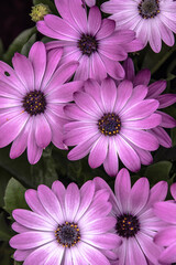 Obraz premium Delicate beautiful fresh bright purple flowers of cosmea