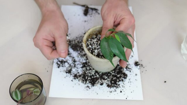 transplantation of houseplants. in the pot pour earth mixed with perlite. 