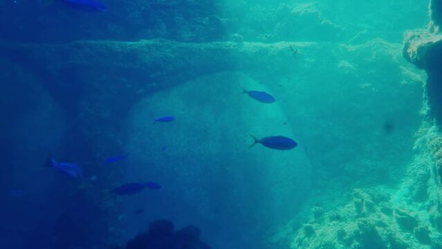 Underwater photography of swimming fish in an aquarium