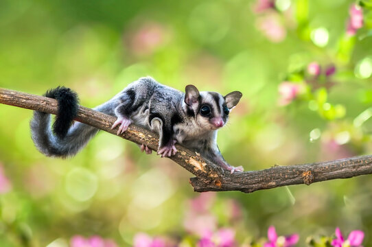 Close-up side view of a sugar glider (Petaurus breviceps) crawling on a branch, Indonesia
