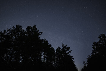Fototapeta na wymiar Night scene, forest and beautiful starry sky.