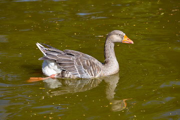 Domestic goose swimming in tranquil lake with reflection in
water