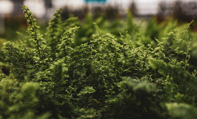 Close-up of green fern in a greenhouse